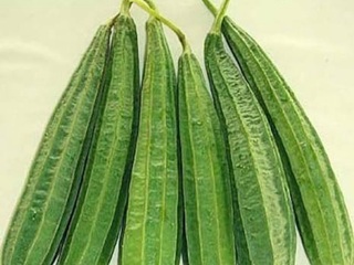Ridge Gourd