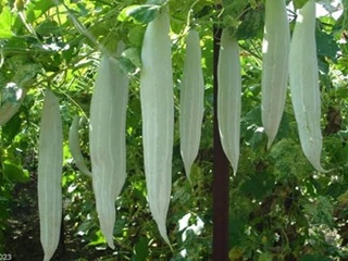 Snake Gourd